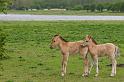 04 Oostvaardersplassen, konikpaarden